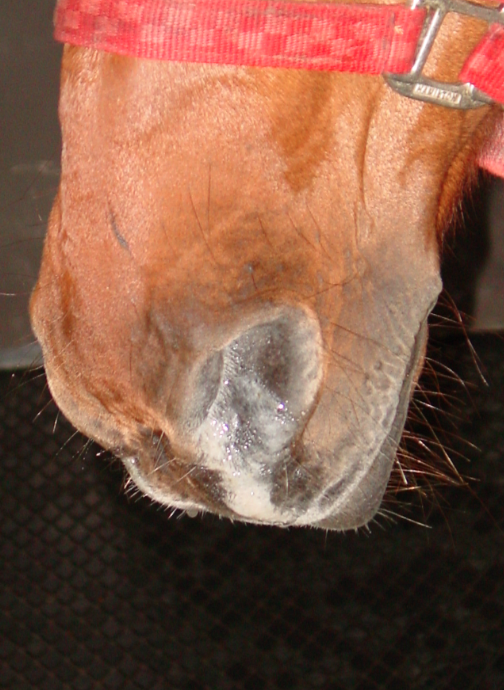 Equine Head