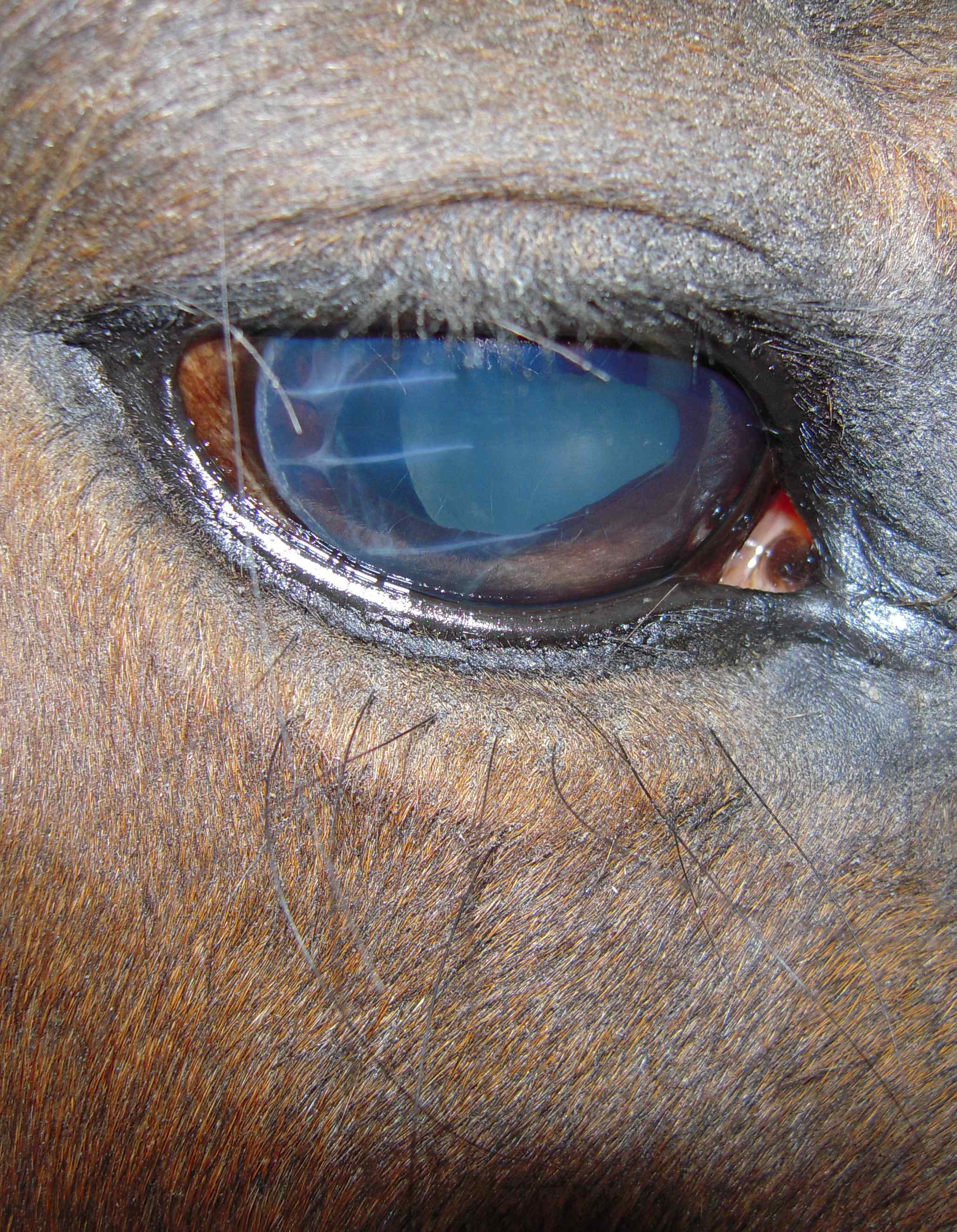 Uveitis In Horses